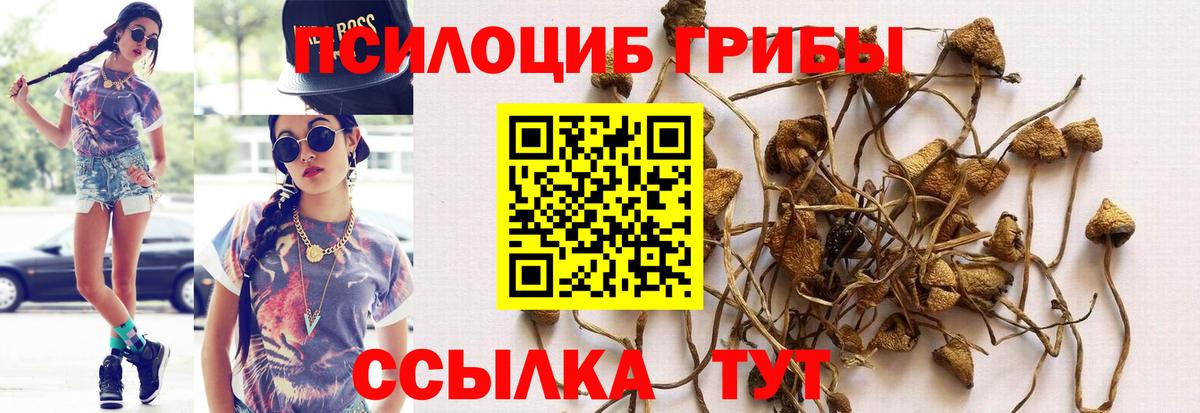 Галлюциногенные грибы Cubensis Губкин